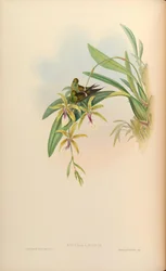 Gouldia laetitiae mit Oncidium hastilabium